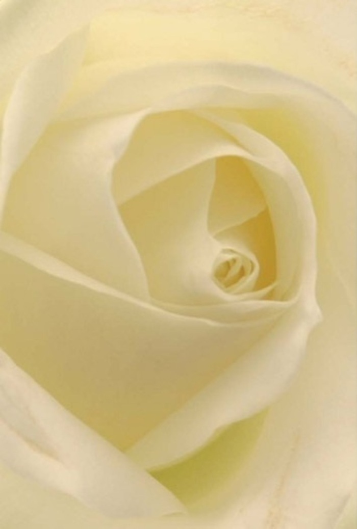 Drawn close, the luminous white of this rose seems to blend seamlessly with softer shades of cream, each petal meticulously layered in a contemporary spiral that hints at both sophistication and serenity. The effect is reminiscent of the gentle morning light filtering through the trees of Prospect Park in Reading-soft, enveloping, and quietly uplifting. Created by local florists, this bloom is suited for heartfelt gestures: a romantic overture, a meaningful apology, or the centrepiece at an elegant Reading wedding. Its core, spiraling in near perfection, speaks to purity and gentle resilience, a fitting tribute to moments that demand grace. The interplay of subtle colour variations and dim shadows elevates the rose's natural beauty, while a clean, serene fragrance lingers on the air. This arrangement is more than just a flower; it is a hand-crafted message, a floral sculpture imbued with tenderness and respect, perfect for delivery anywhere in Reading where emotion needs commemoration.